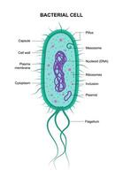 Bacterial cell anatomy isolated on white background. Educational illustration. Structure of prokaryotic vector