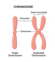 illustration of chromosome structure vector