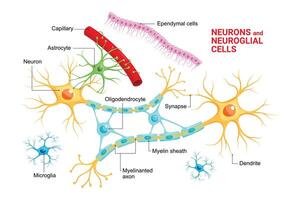 Infographic of Neuron and glial cells .Neuroglia. Astrocyte, microglia and oligodendrocyte, ependymal cells vector