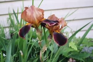 Beautiful and bright blooming iris flowers in the home garden in summer photo