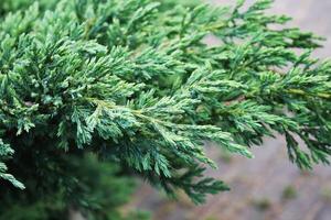 Closeup view of a branch juniperus communis tree shrub photo