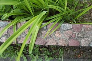 Allium Paradoxum - long green leaves hanging from the fence border made of stones photo