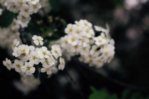 Small white flowers of Spiraea prunifolia f. simpliciflora on dark background, blooming bush branch photo