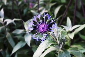 Mountain bluet - Centaurea montana - Mountain Cornflower - Flower head on greenery background in sunlight photo
