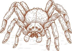 Handdrawn Pet Tarantula Mother vector