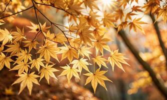 Yellow small beautiful maple leaves on the branches of the tree photo
