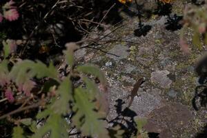 lizard, animal, reptile, rock, mountains, nature, small, sunny, photo