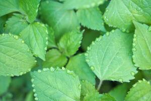 Close-up of dew-covered green leaves with natural texture and patterns in a lush garden setting. photo