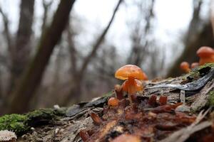 Flammulina velutipes in the winter forest, red mushrooms photo