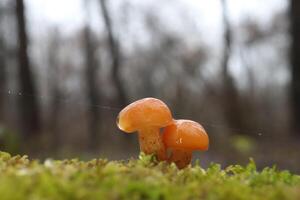 Flammulina velutipes in the winter forest, red mushrooms photo