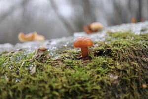 Flammulina velutipes in the winter forest, red mushrooms photo