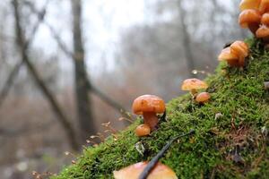 Flammulina velutipes in the winter forest, red mushrooms photo