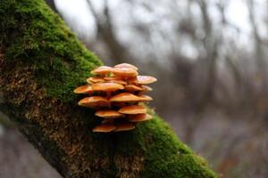 Flammulina velutipes in the winter forest, red mushrooms photo