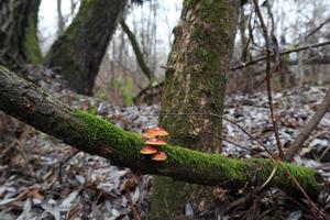 Flammulina velutipes in the winter forest, red mushrooms photo
