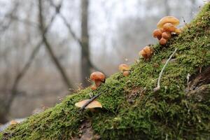 Flammulina velutipes in the winter forest, red mushrooms photo