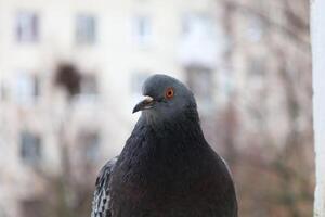 Pigeon closeup portrait, bird on the window, summer day, pigeon beautiful portrait, pigeons eyes in macro, Extreme Close Up photo