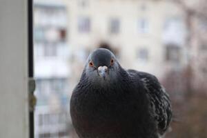 Pigeon closeup portrait, bird on the window, summer day, pigeon beautiful portrait, pigeons eyes in macro, Extreme Close Up photo