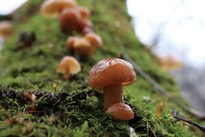 Flammulina velutipes in the winter forest, red mushrooms photo