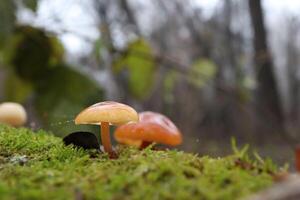 Flammulina velutipes in the winter forest, red mushrooms photo