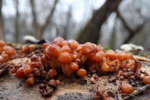 Flammulina velutipes in the winter forest, red mushrooms photo