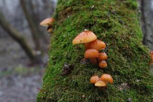 Flammulina velutipes in the winter forest, red mushrooms photo
