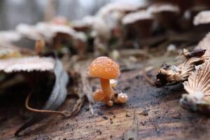 Flammulina velutipes in the winter forest, red mushrooms photo