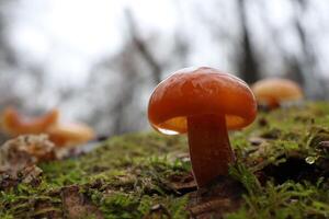 Flammulina velutipes in the winter forest, red mushrooms photo