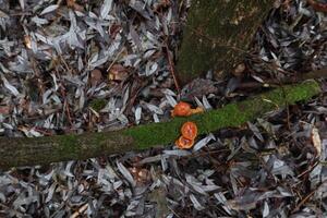 Flammulina velutipes in the winter forest, red mushrooms photo