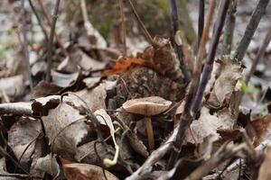 mushrooms in the autumn forest photo