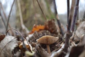 mushrooms in the autumn forest photo