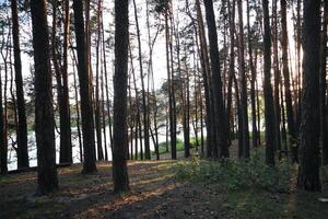 Pine forest at sunset, sun rays in the forest photo