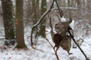 Dry leaves on the background of the winter forest photo