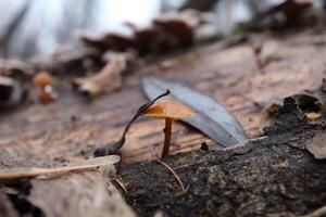 Flammulina velutipes in the winter forest, red mushrooms photo