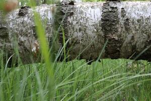 Fallen birch tree in the grass, summer forest atmosphere photo