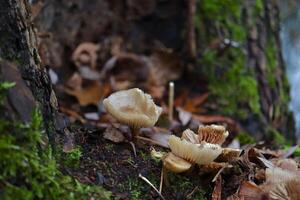 mushrooms in the forest photo