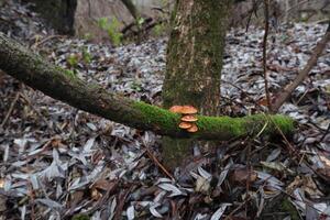 Flammulina velutipes in the winter forest, red mushrooms photo