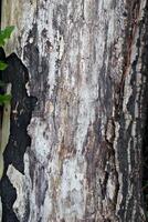 burnt tree bark texture photo