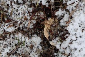 Large tinder fungus covered with snow photo