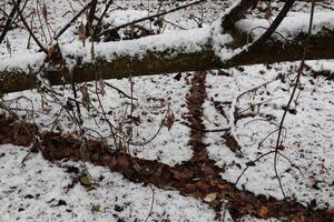 First snow in the forest, dark winter landscape photo