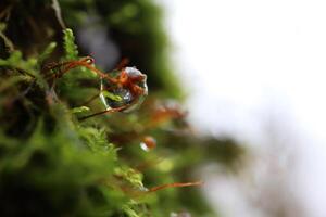 Green drop of water in the moss, winter forest atmosphere photo