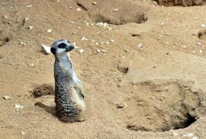 Suricatta on two legs in the sand on the sand photo