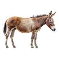 A donkey standing in front of a white background photo