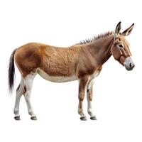 A brown and white donkey standing in front of a white background photo