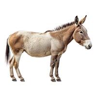 A donkey is standing in front of a white background photo
