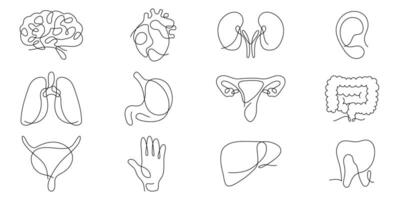 Set of human organs one line continuous drawing. Lungs, brain, stomach, heart, liver, kidneys continuous one line illustration. vector