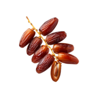 Fresh dates fruit branch on transparent background png