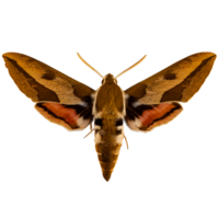 Spurge hawk moth png