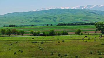 Group of cows are grazing on green grass along the road in front of mountain range on the horizon video