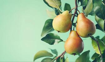 Pears on branches on green background with copy space photo