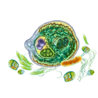 Microbes and bacteria under a microscope. Close-up illustration of microorganisms. Unicellular for use in medical and scientific purposes. For the design of hygiene products and disease prevention. png